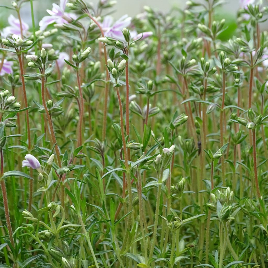 Phlox subulata Candy Stripes - Muscio rosa