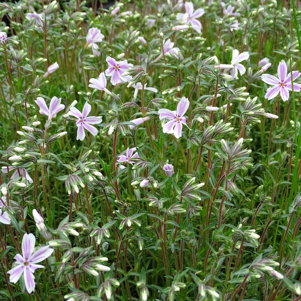 Phlox subulata Candy Stripes - Muscio rosa