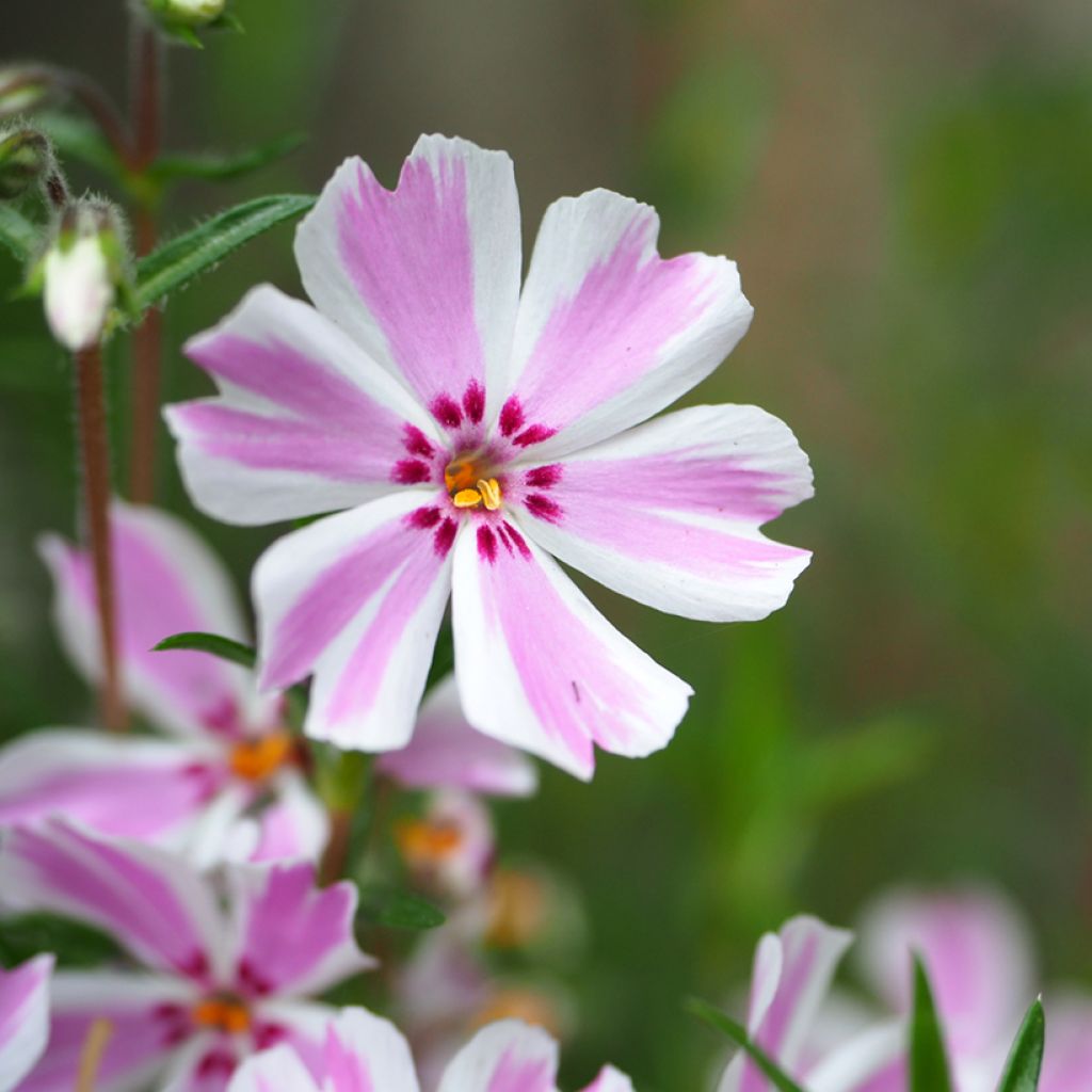 Phlox subulata Candy Stripes - Muscio rosa