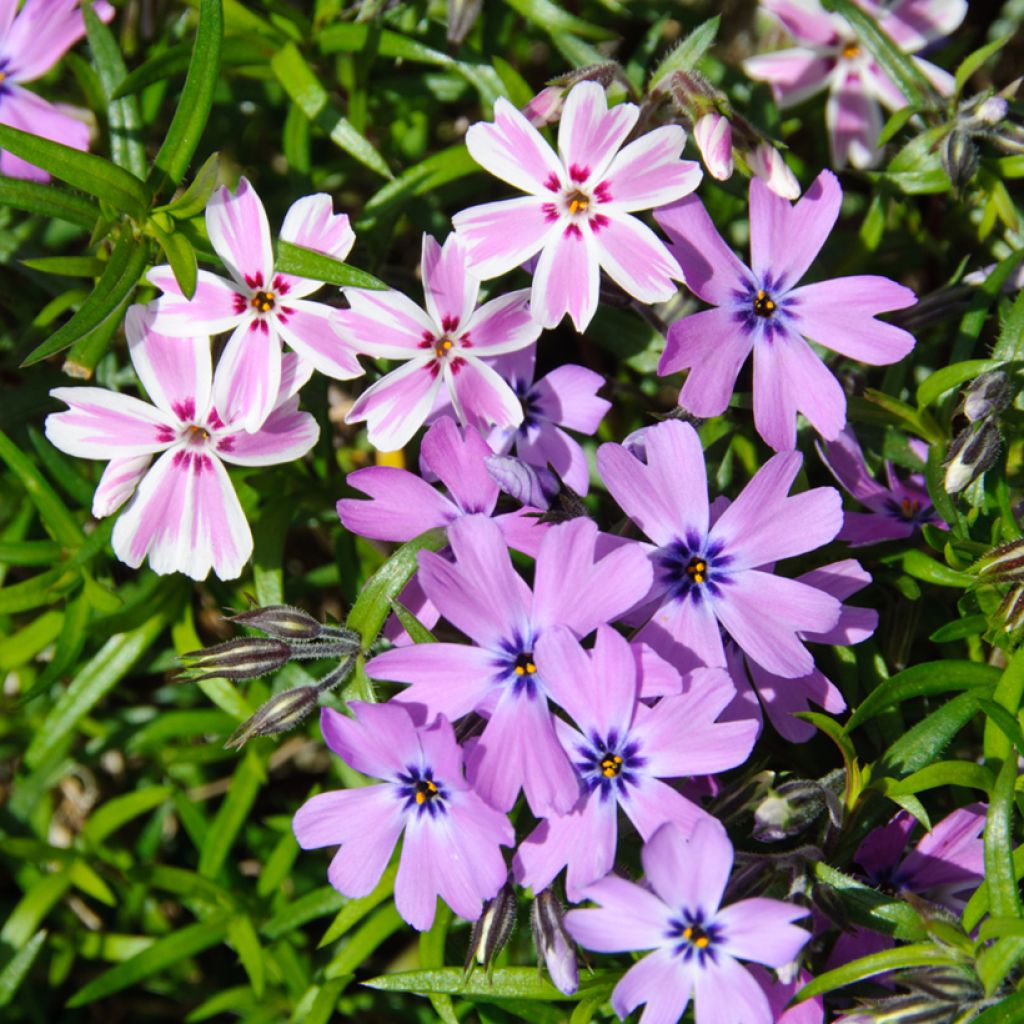 Phlox subulata Candy Stripes - Muscio rosa