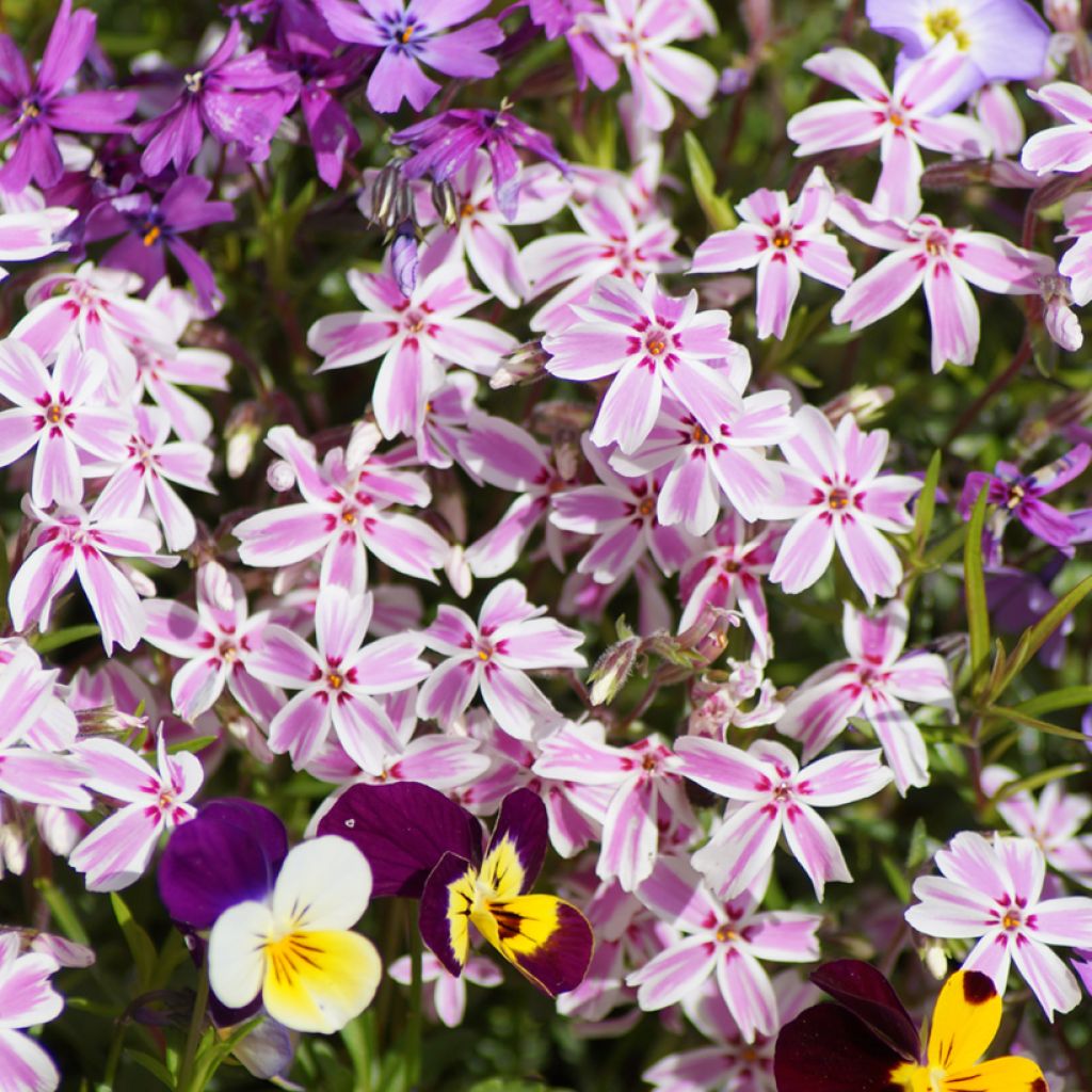 Phlox subulata Candy Stripes - Muscio rosa