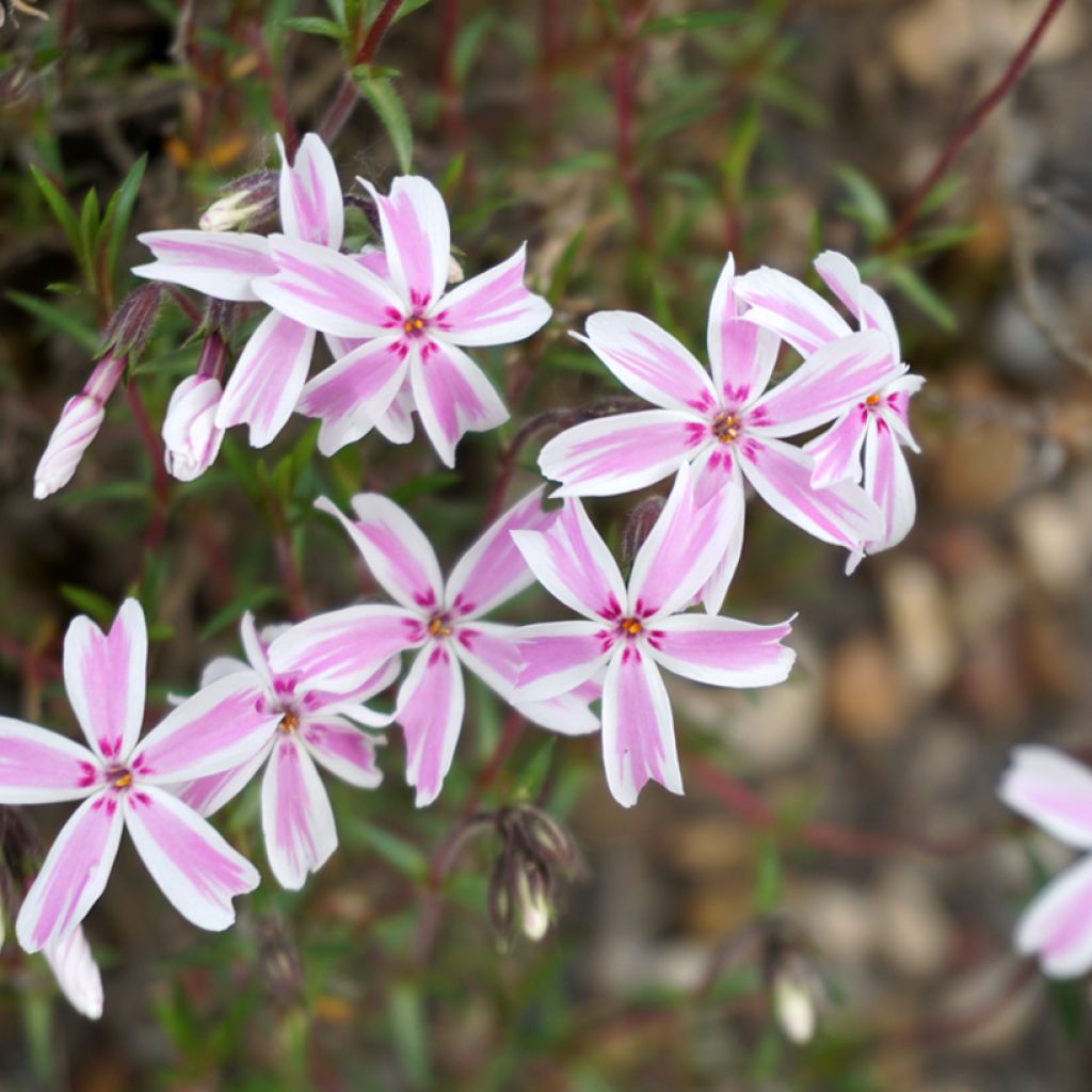 Phlox subulata Candy Stripes - Muscio rosa