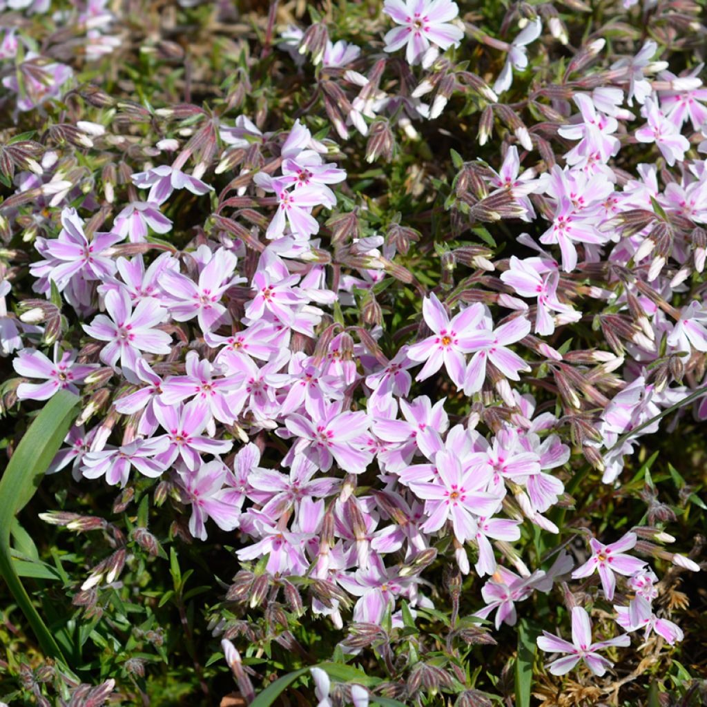 Phlox subulata Candy Stripes - Muscio rosa