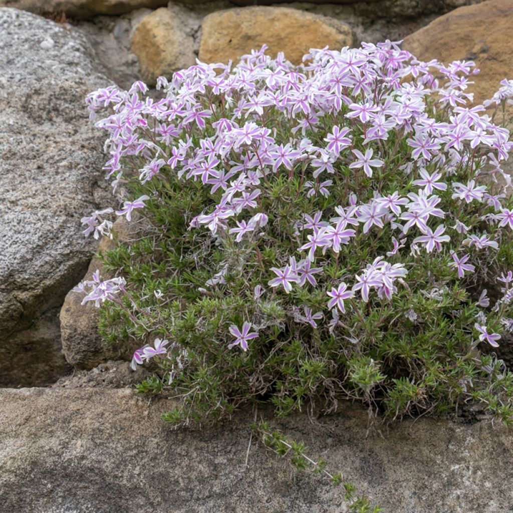 Phlox subulata Candy Stripes - Muscio rosa