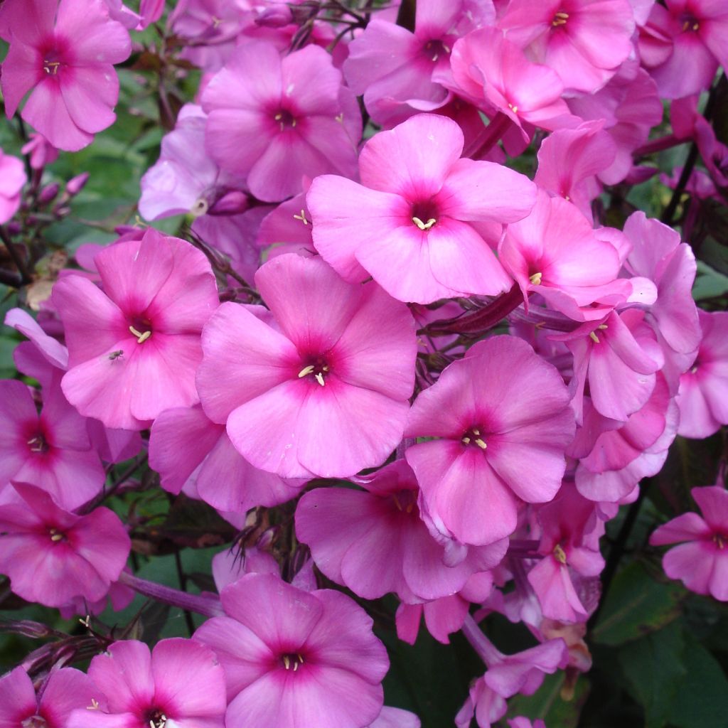 Phlox paniculata Amethyst - Phlox paniculé améthyste