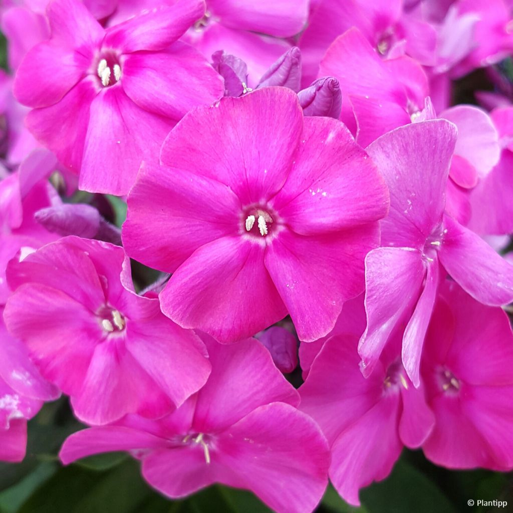 Phlox paniculata Bambini Primadonna