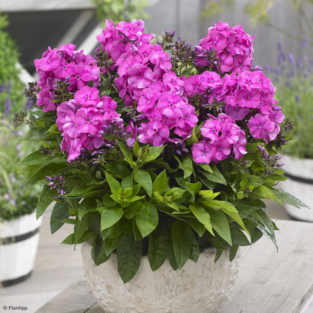 Phlox paniculata Bambini Primadonna