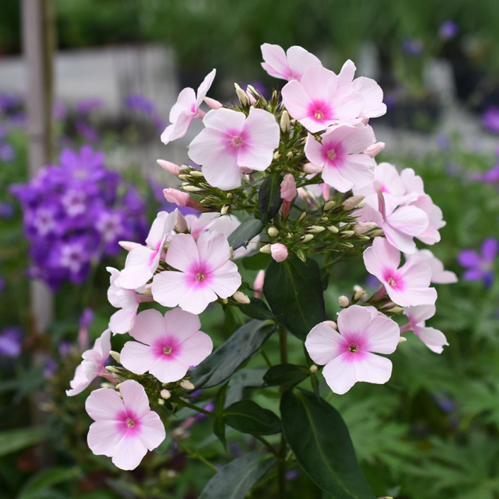 Phlox paniculata Bright Eyes