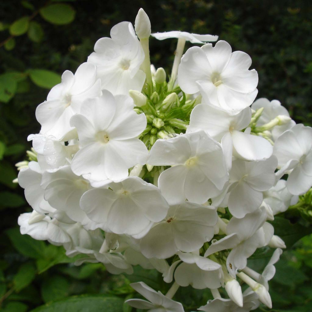 Phlox paniculata David