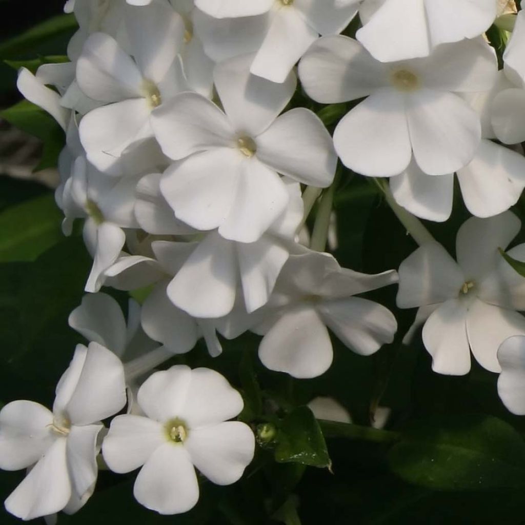 Phlox paniculata David