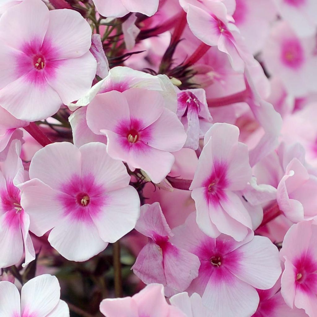 Phlox paniculata Europa