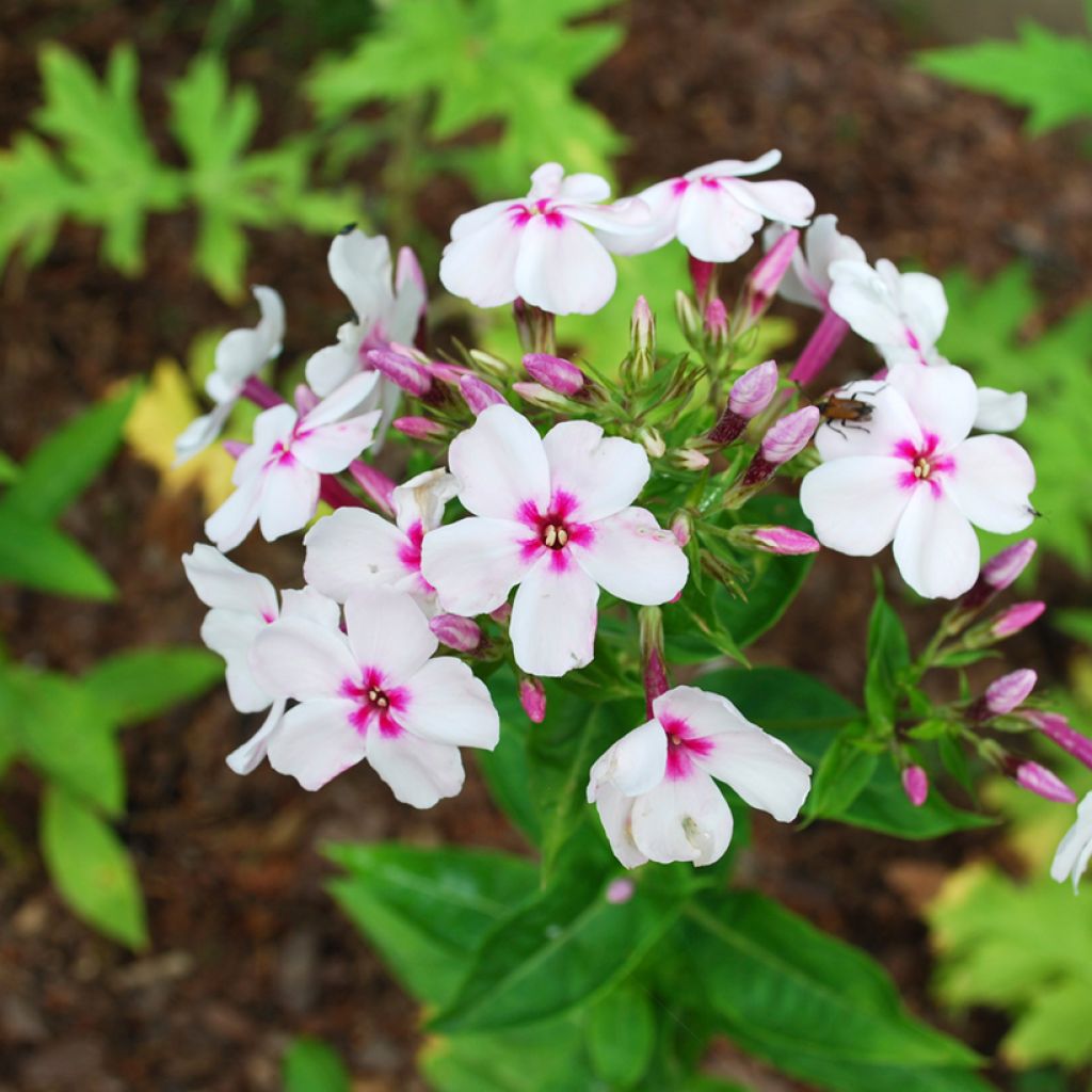 Phlox paniculata Europa