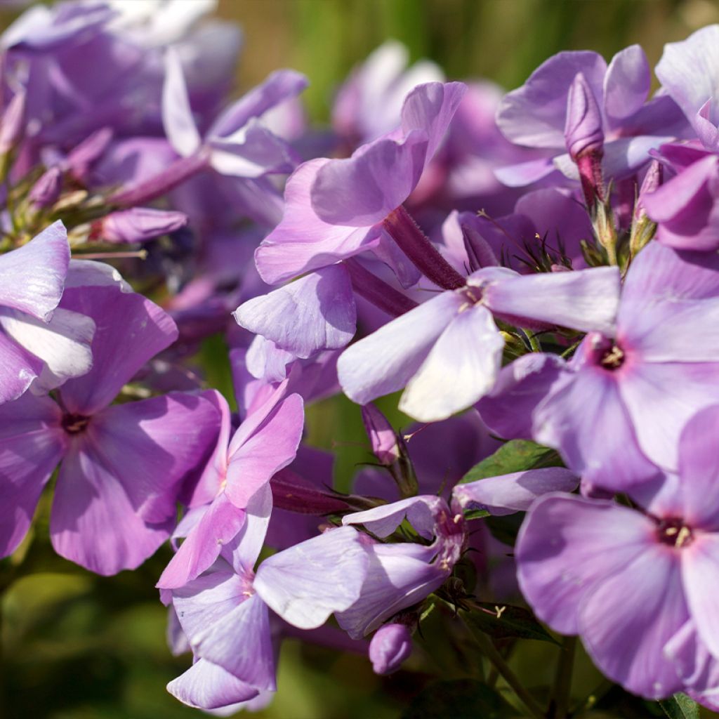 Phlox paniculata Famous Light Pink