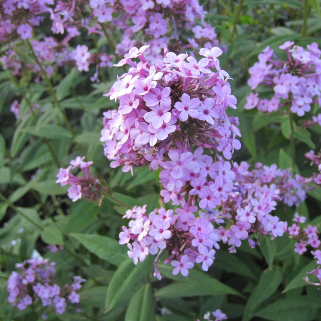 Phlox paniculata Jeana