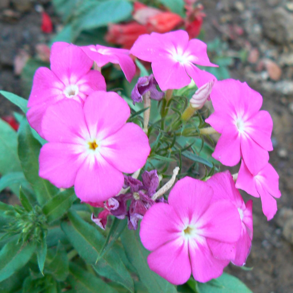 Phlox paniculata Laura - Phlox paniculé rose magenta à centre blanc