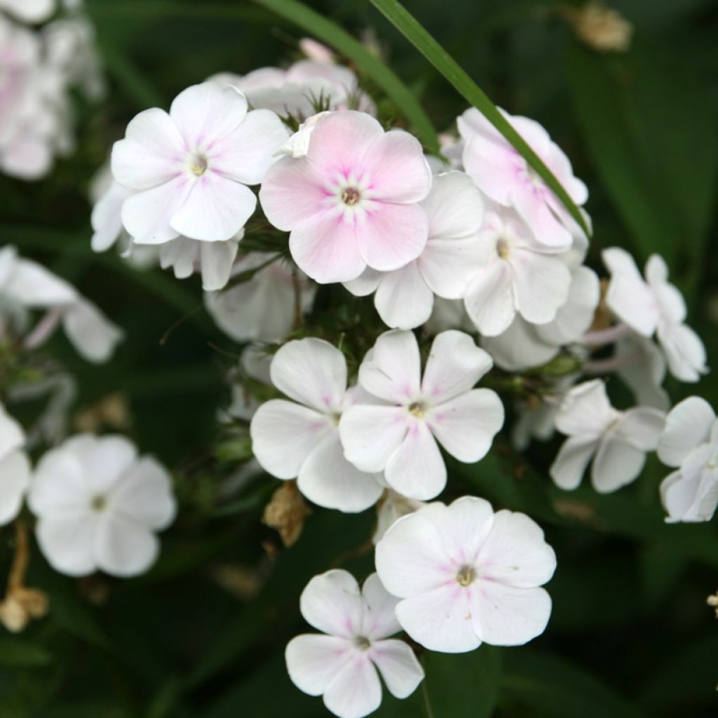 Phlox paniculata Monica Lynden Bell