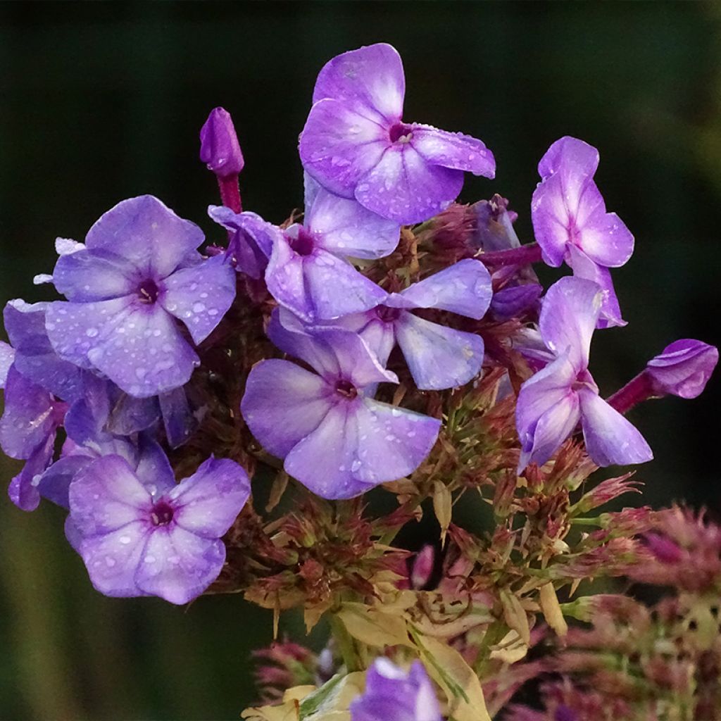 Phlox paniculata Olympus