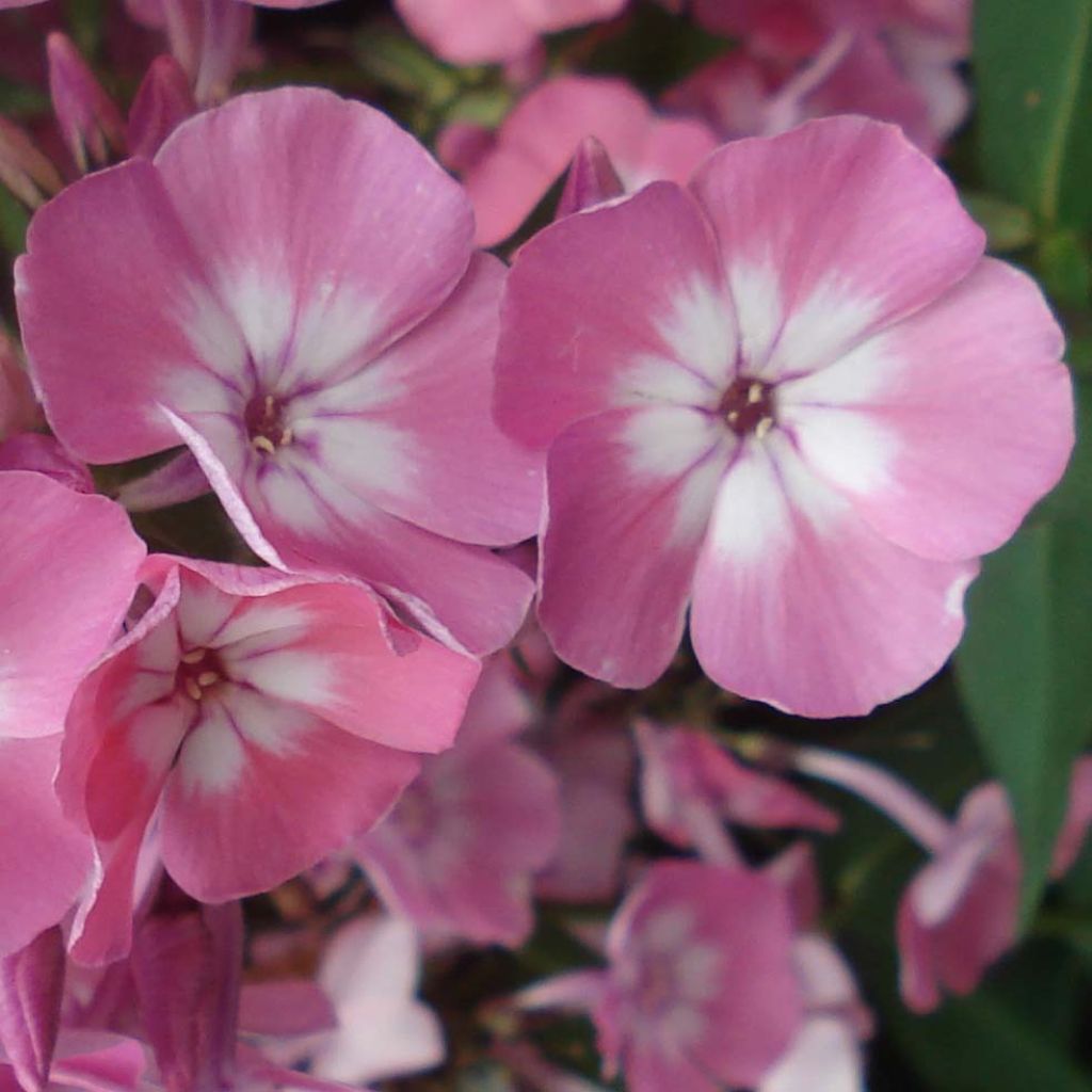 Phlox paniculata Pink Eye Flame