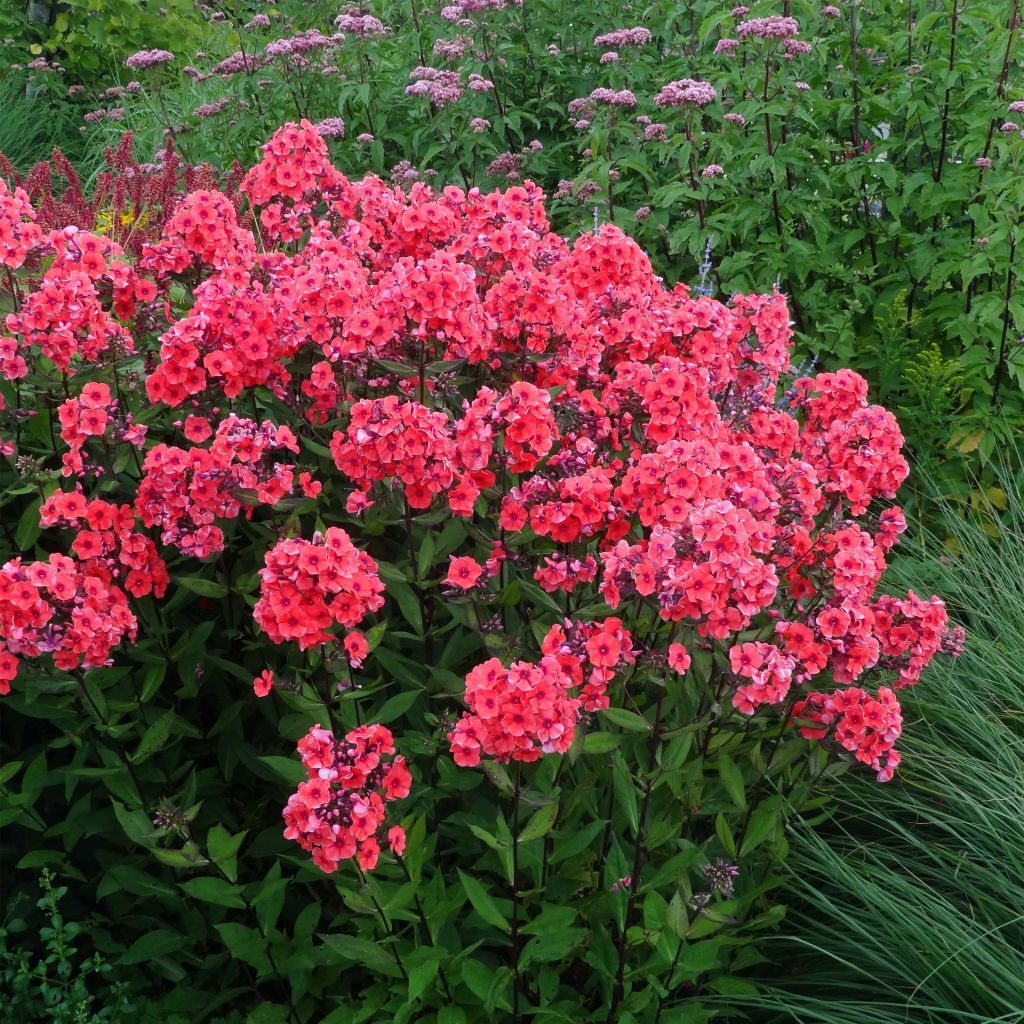 Phlox paniculata Starfire