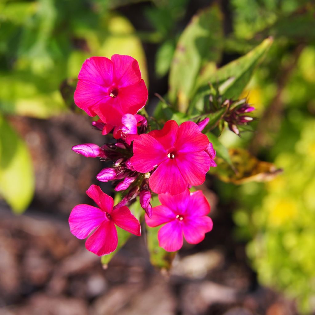 Phlox paniculata Starfire