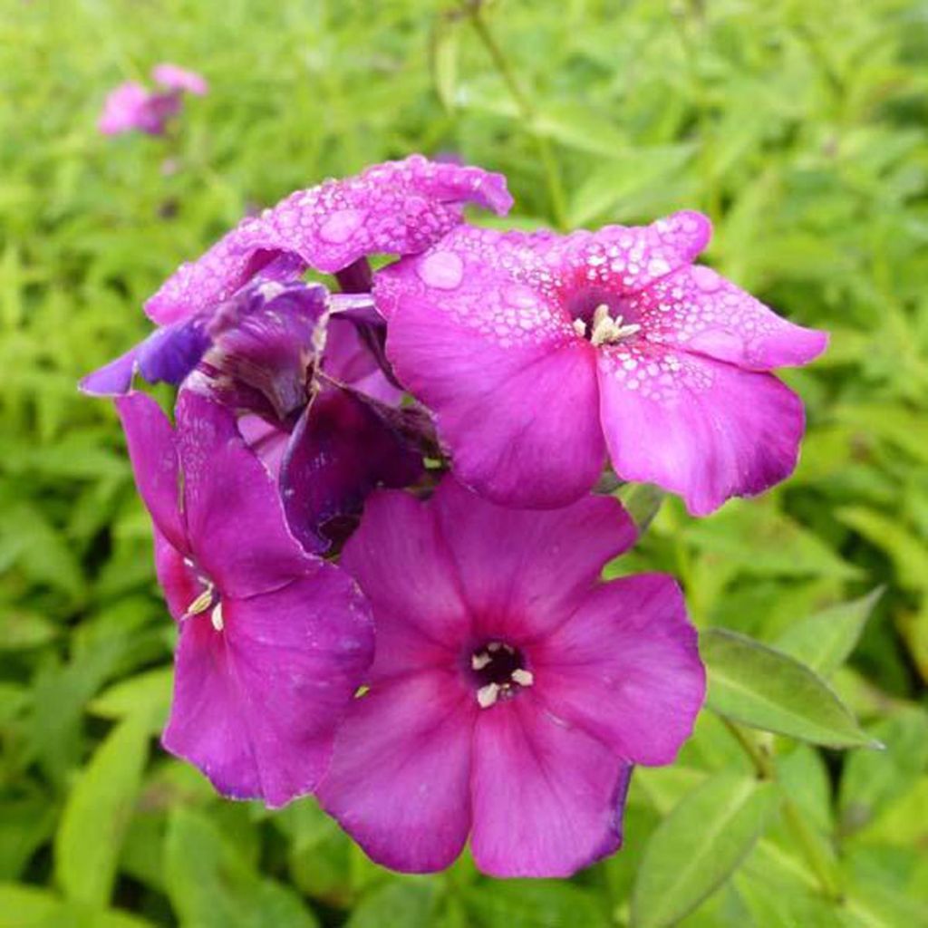 Phlox paniculata The King