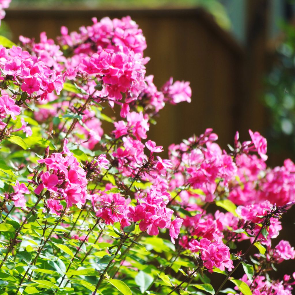 Phlox paniculata Windsor