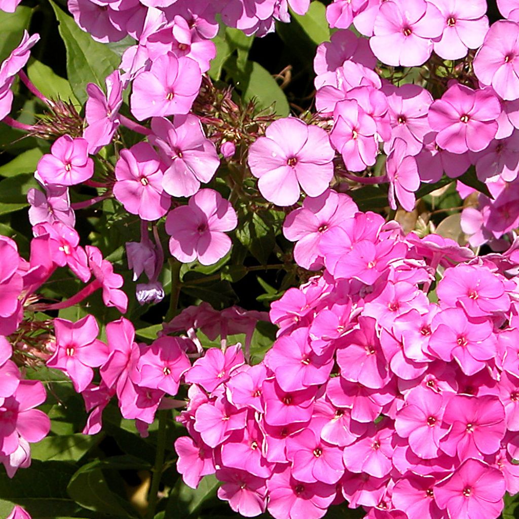 Phlox paniculata Windsor