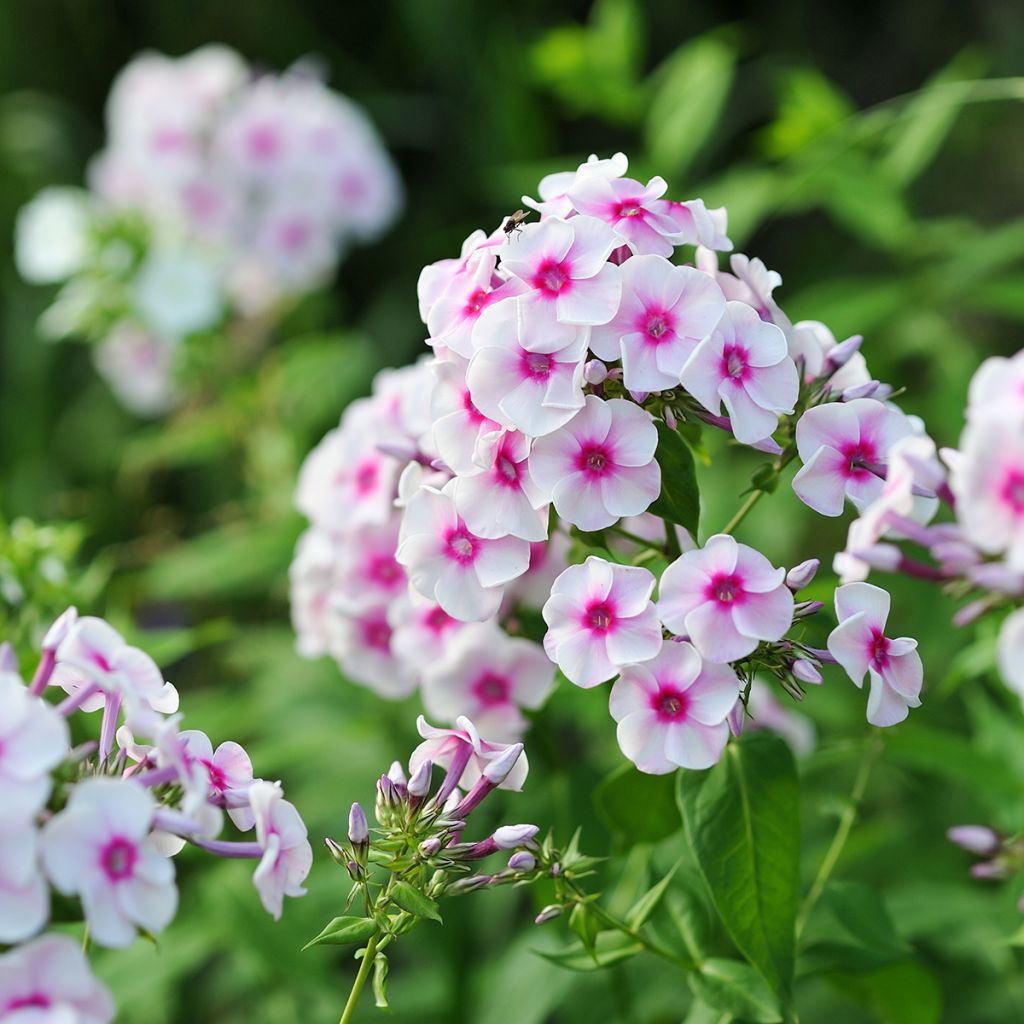 Phlox paniculata Younique Trendy