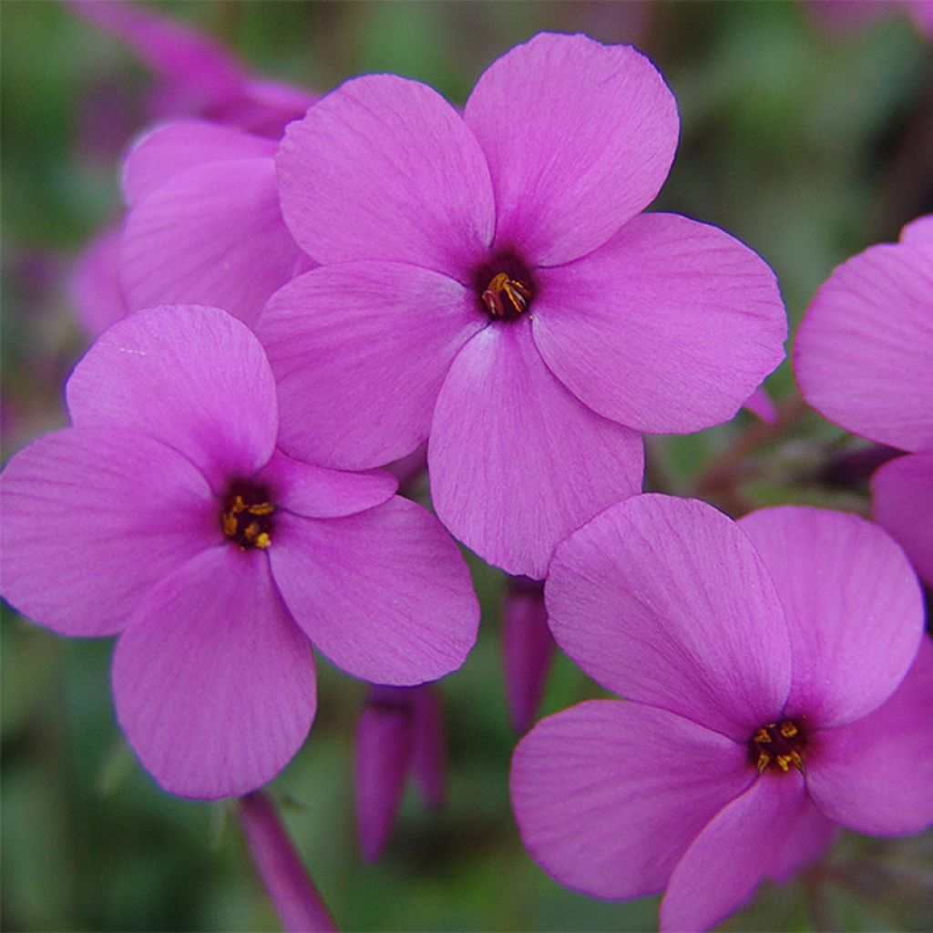 Phlox stolonifera Home Fires - Phlox strisciante