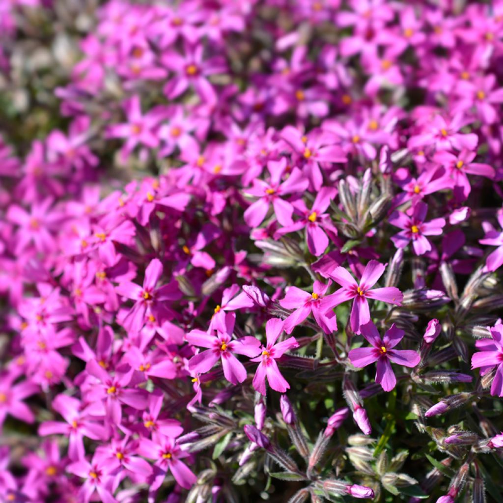 Phlox subulata Atropurpurea - Muscio rosa