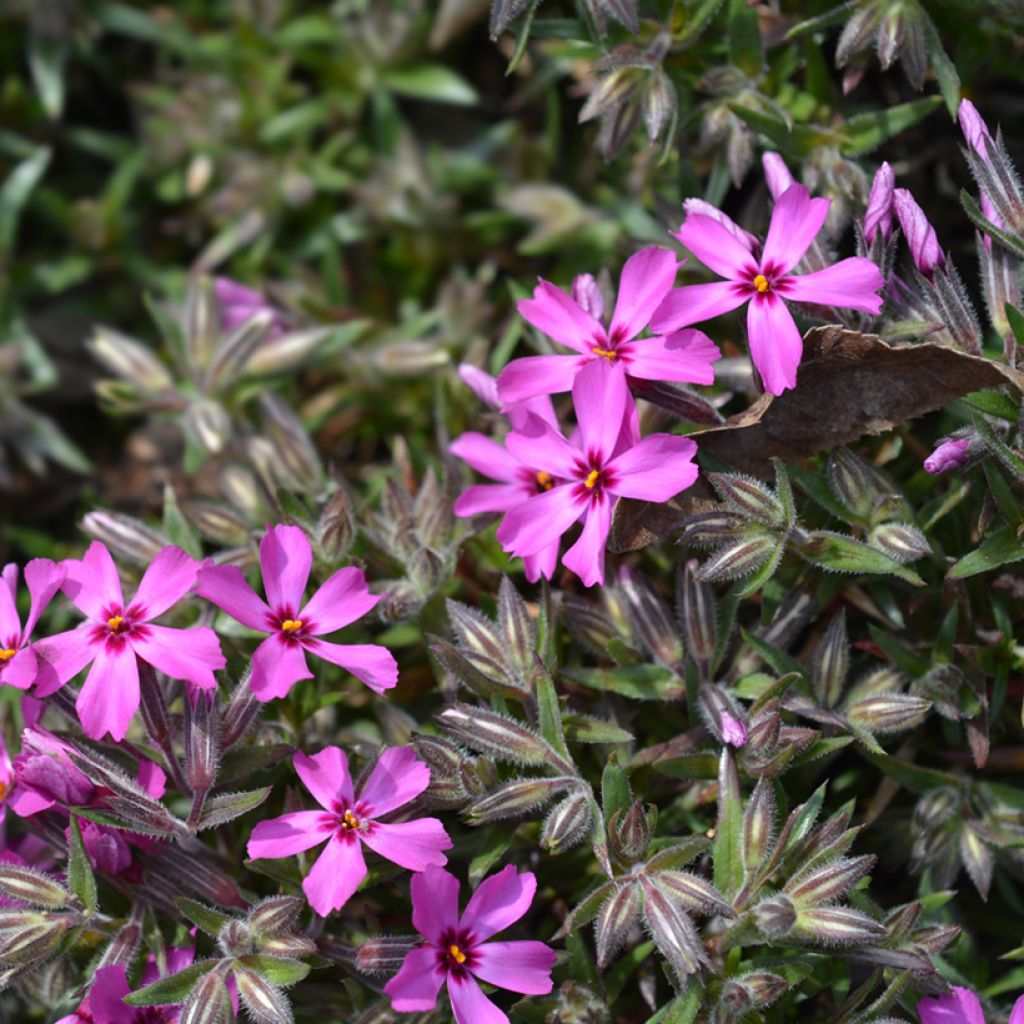 Phlox subulata Atropurpurea - Muscio rosa