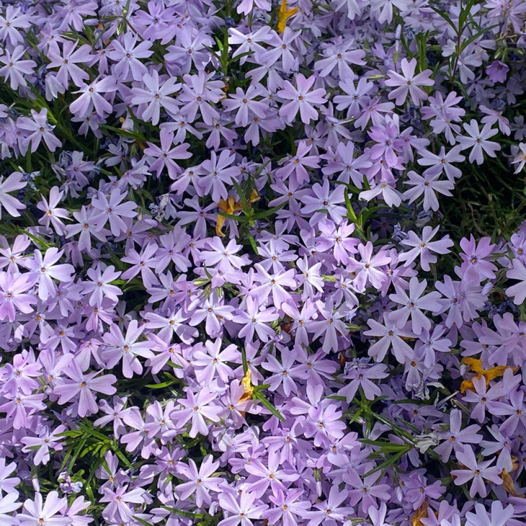 Phlox subulata Cushion Blue - Muscio rosa