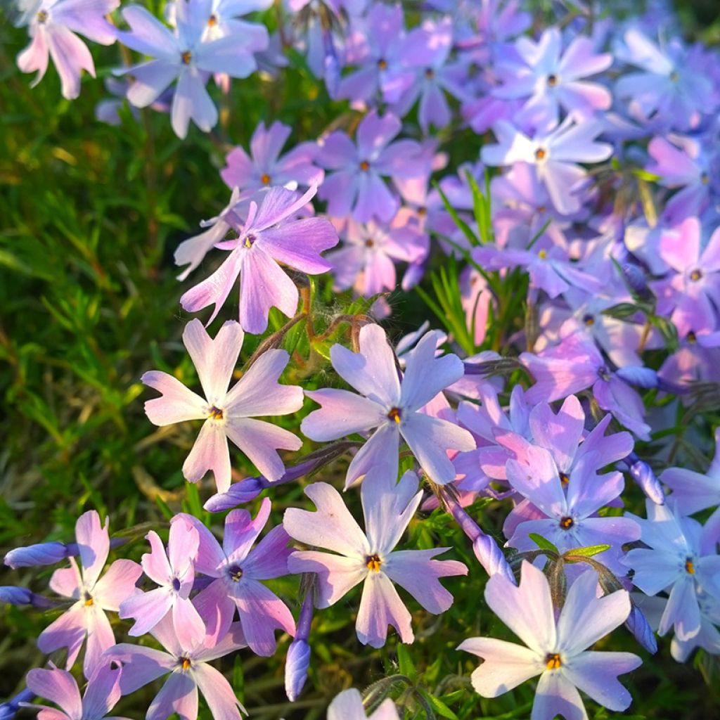 Phlox subulata Cushion Blue - Muscio rosa