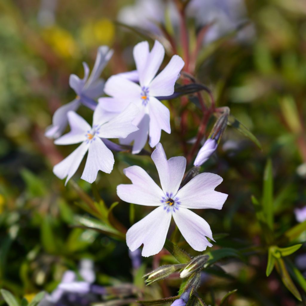 Phlox subulata Cushion Blue - Muscio rosa