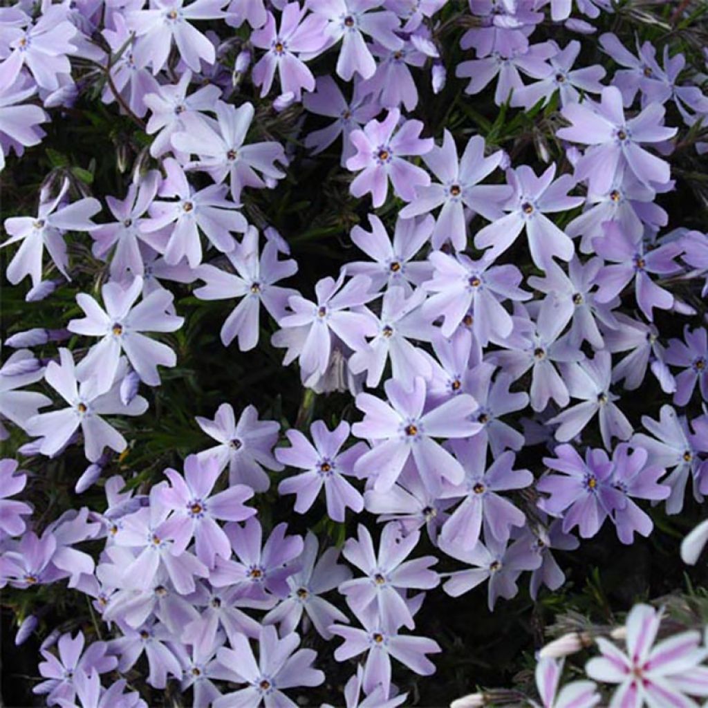 Phlox subulata Cushion Blue - Muscio rosa