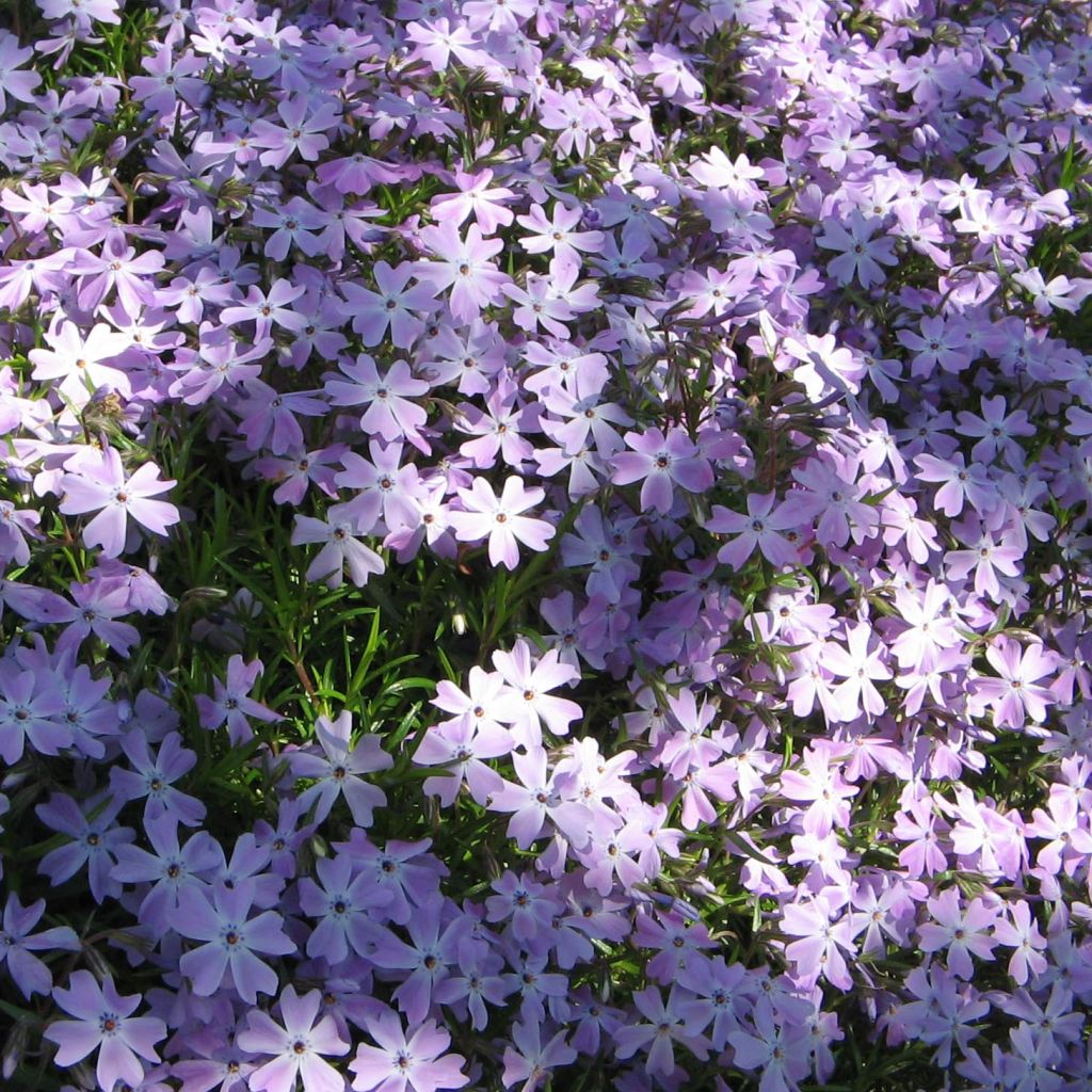 Phlox subulata Cushion Blue - Muscio rosa