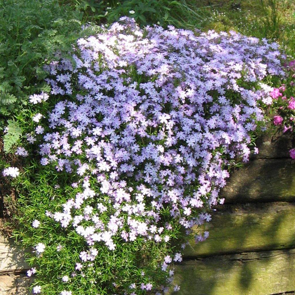 Phlox subulata Cushion Blue - Muscio rosa