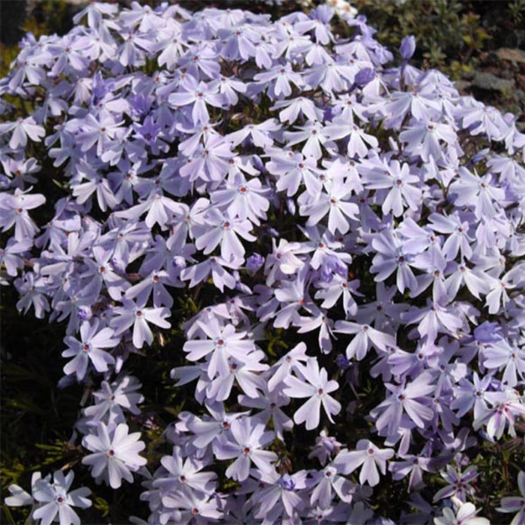 Phlox subulata Cushion Blue - Muscio rosa