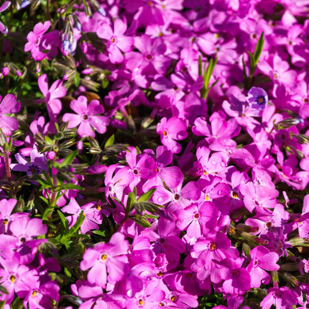 Phlox subulata McDaniel's Cushion - Muscio rosa