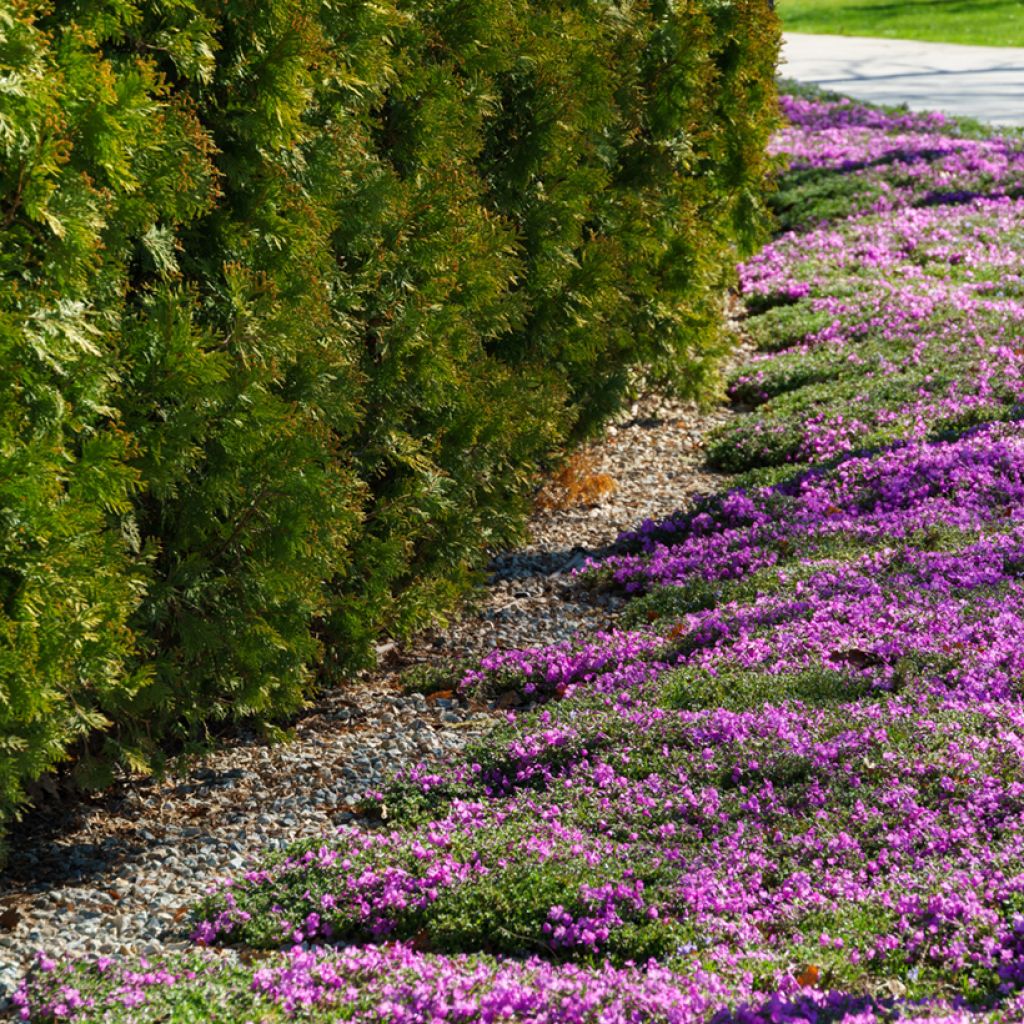 Phlox subulata McDaniel's Cushion - Muscio rosa