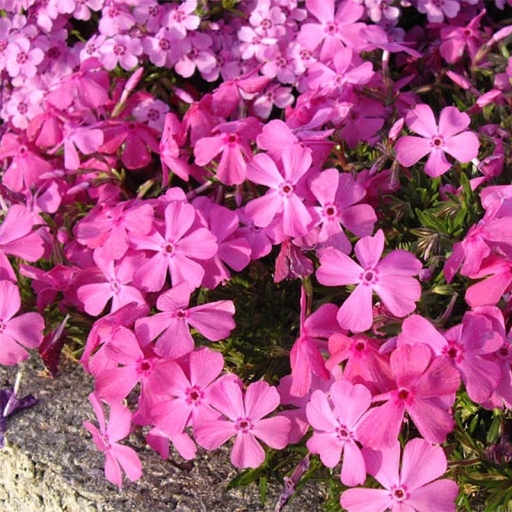 Phlox subulata McDaniel's Cushion - Muscio rosa