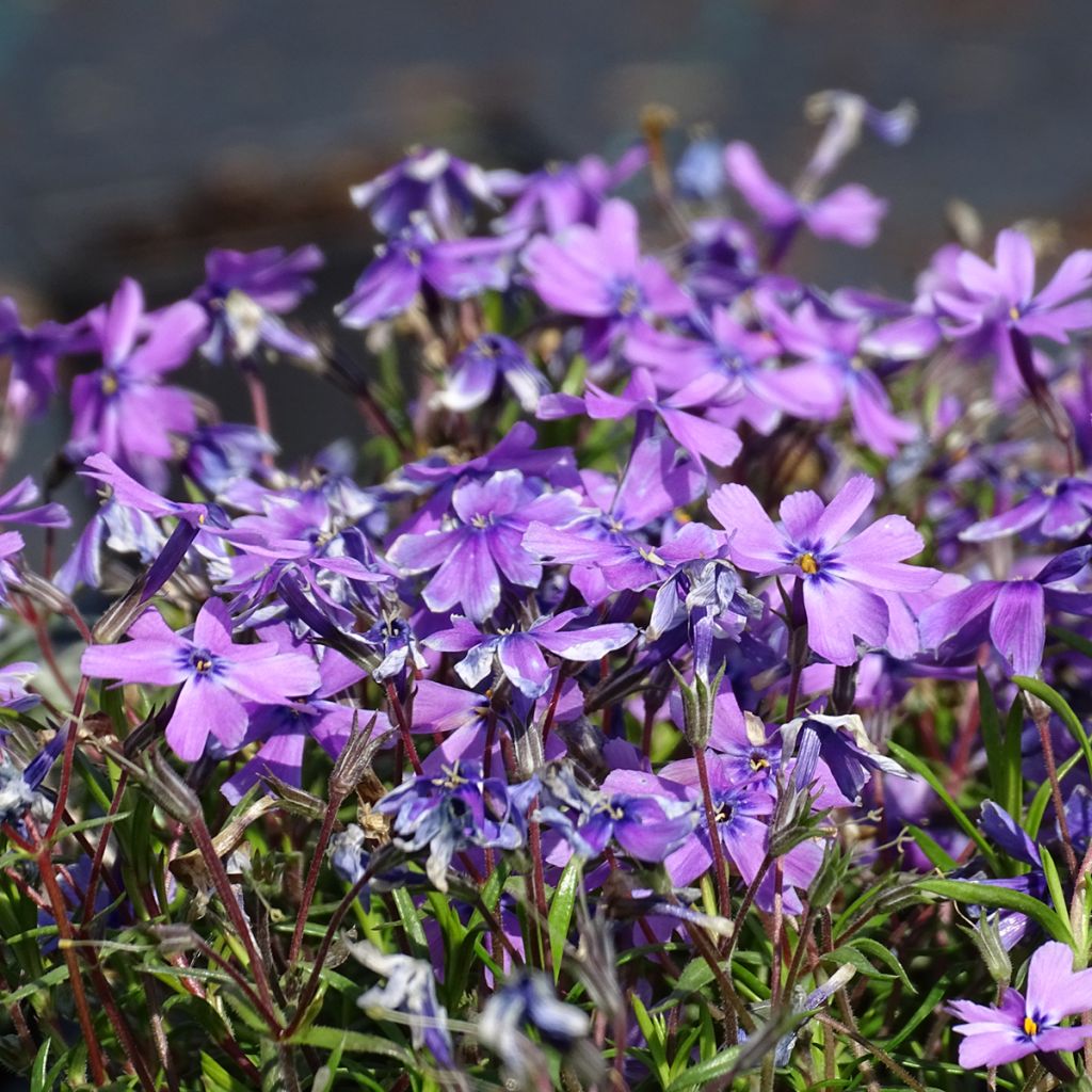 Phlox subulata Purple Beauty - Muscio rosa