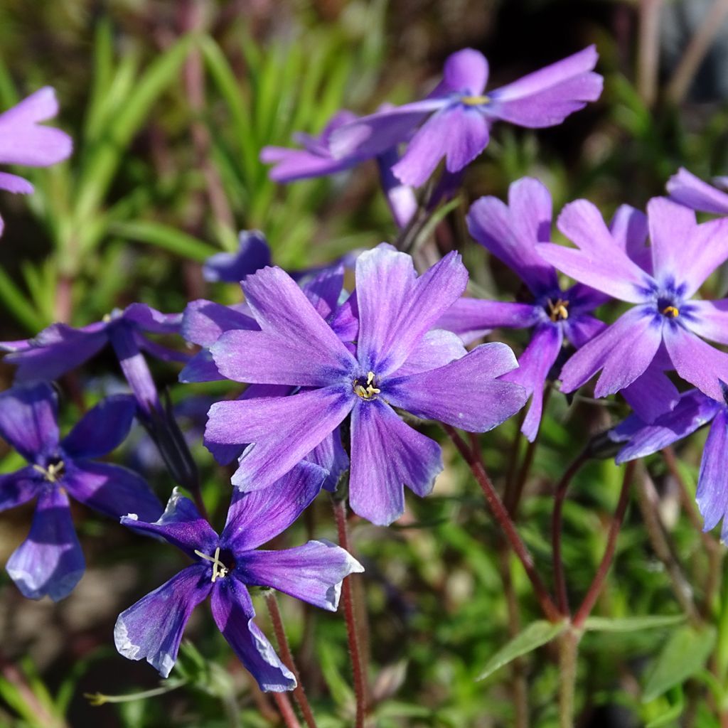 Phlox subulata Purple Beauty - Muscio rosa