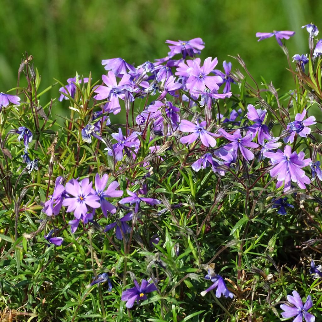 Phlox subulata Purple Beauty - Muscio rosa