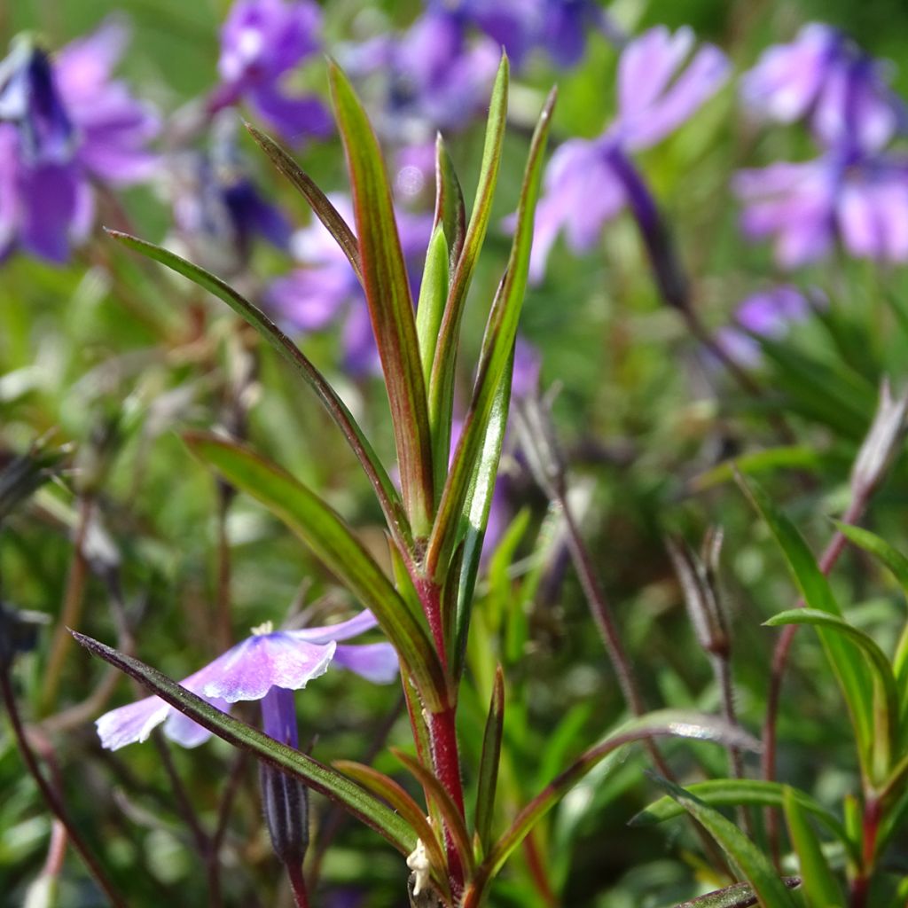 Phlox subulata Purple Beauty - Muscio rosa