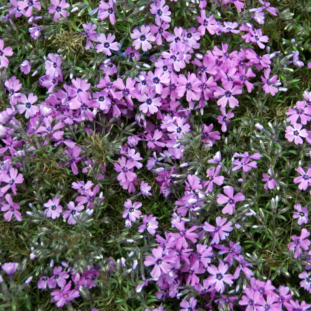 Phlox subulata Purple Beauty - Muscio rosa