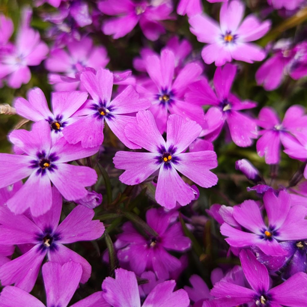 Phlox subulata Purple Beauty - Muscio rosa