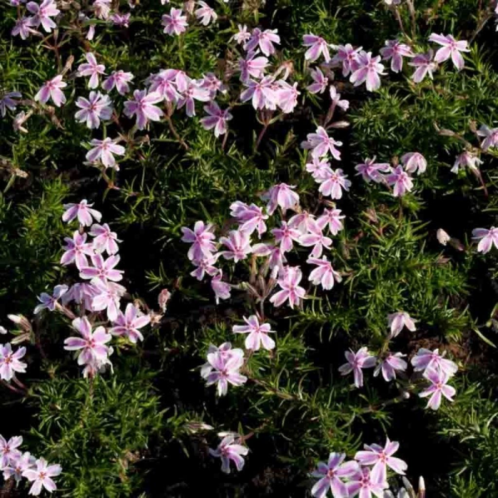 Phlox subulata Candy Stripes - Muscio rosa