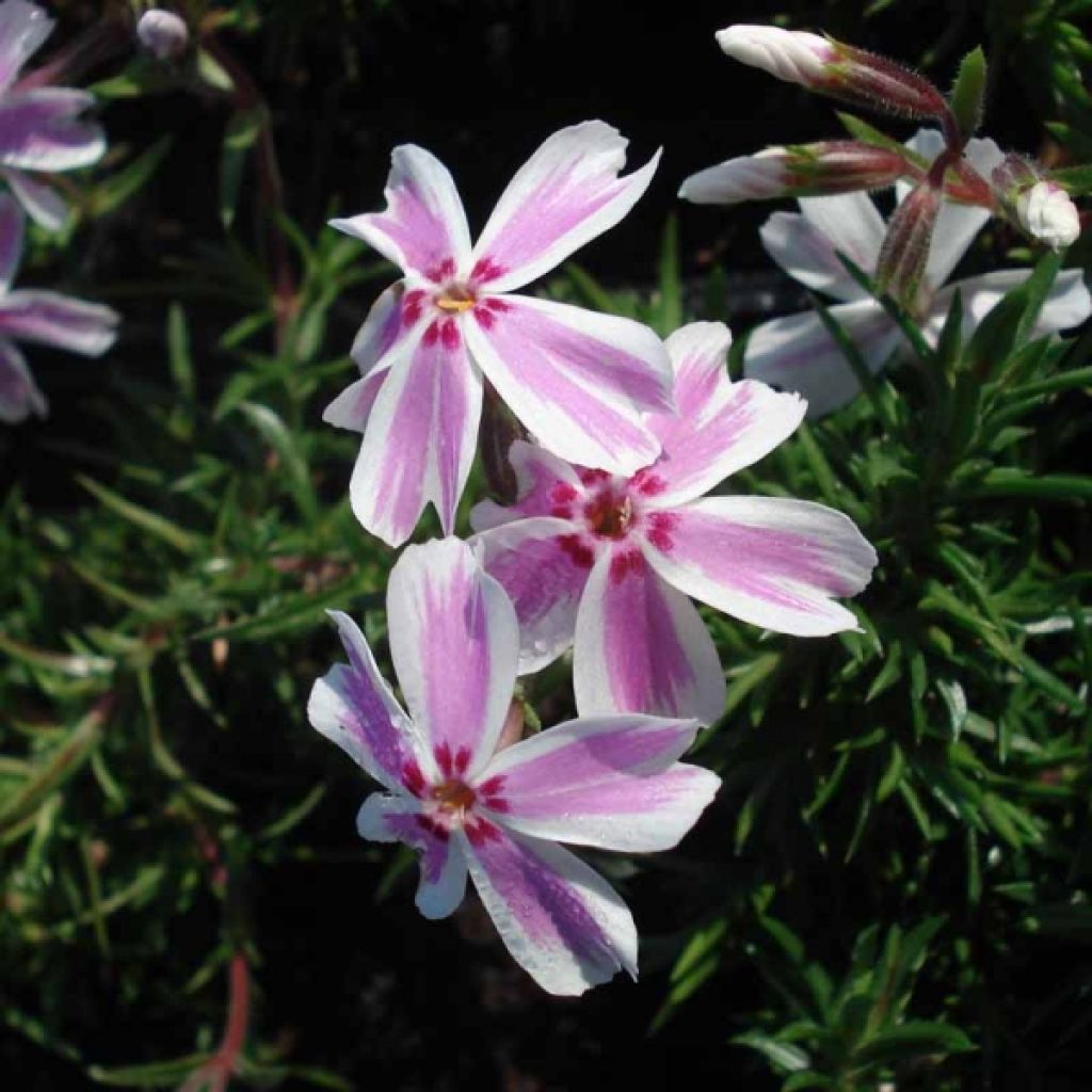 Phlox subulata Candy Stripes - Muscio rosa