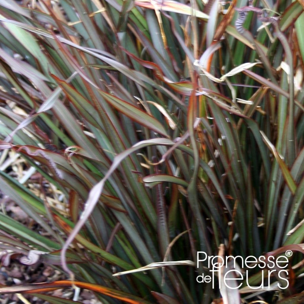 Phormium Rainbow Maiden - Lino della Nuova Zelanda